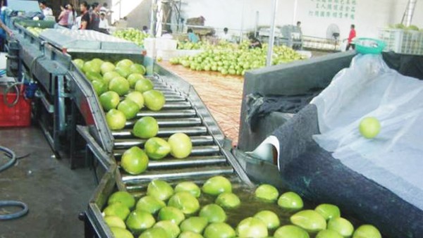 果蔬處理加工產(chǎn)線 果蔬處理加工產(chǎn)線樣品圖片